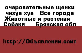 очаровательные щенки чихуа-хуа - Все города Животные и растения » Собаки   . Брянская обл.